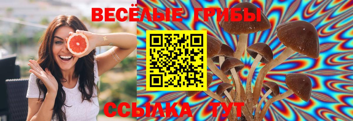 Псилоцибиновые грибы Psilocybe Похвистнево
